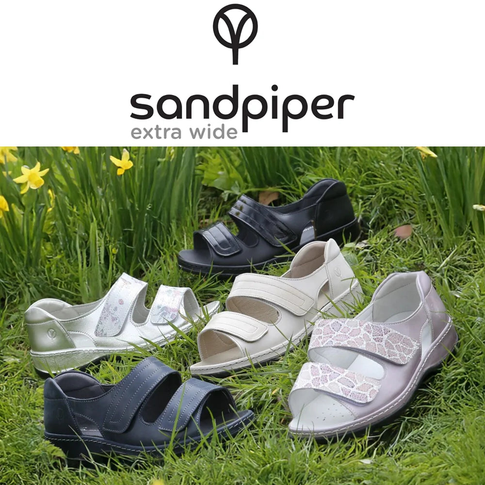 Sandpiper